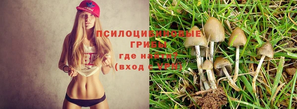 крисы Зеленокумск